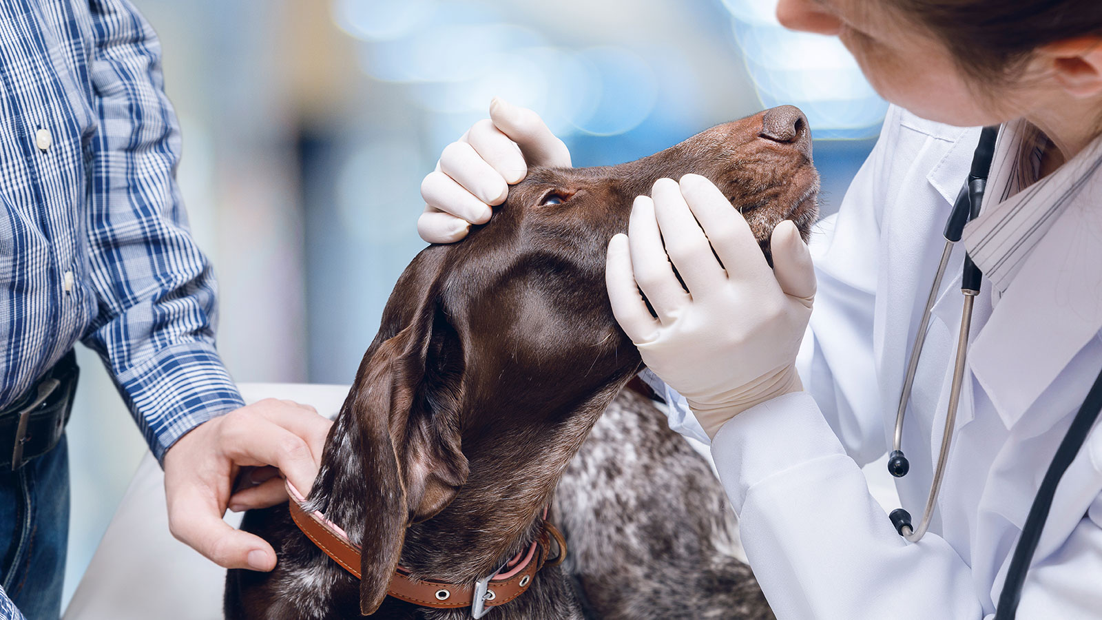 Undgå stress hos din hund ved dyrlægen Giv din hund en oplevelse Lærerstandens