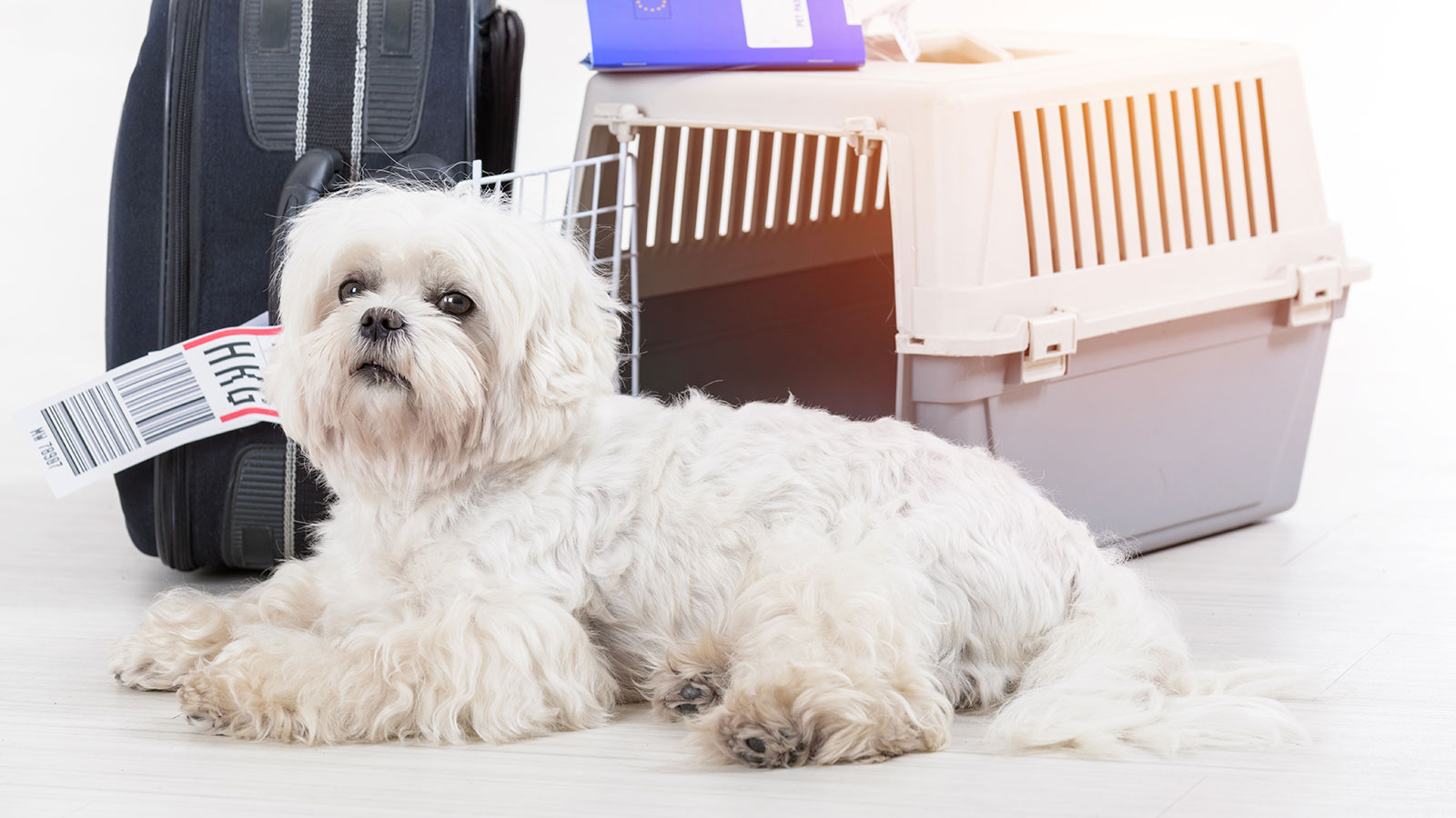 Når din hund skal på - mere om rejser hund | Lærerstandens Brandforsikring